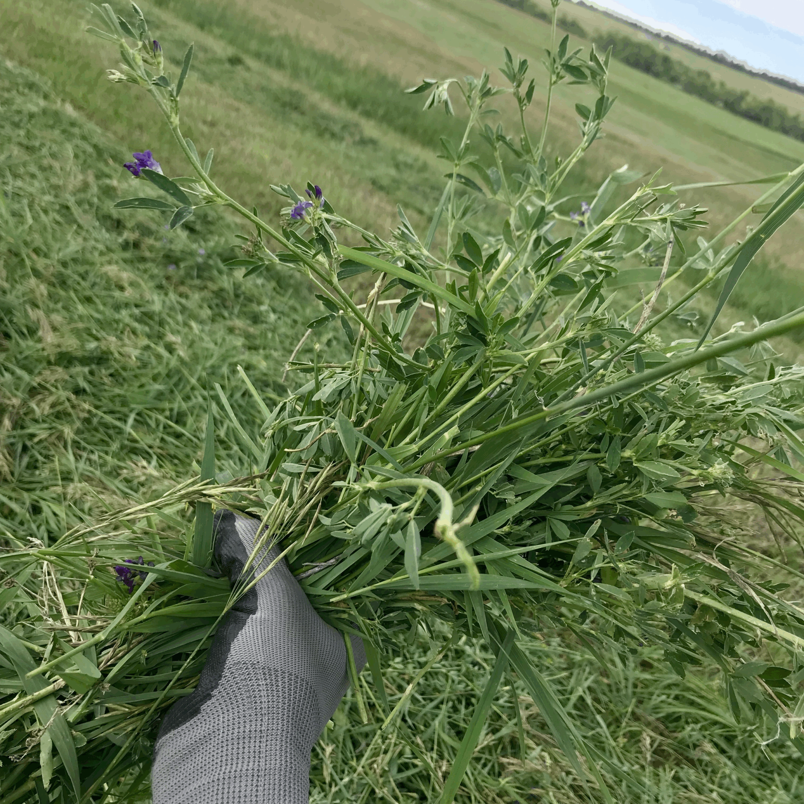 80/20 Grass + Alfalfa Mix