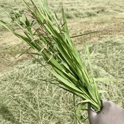 Premium Grass